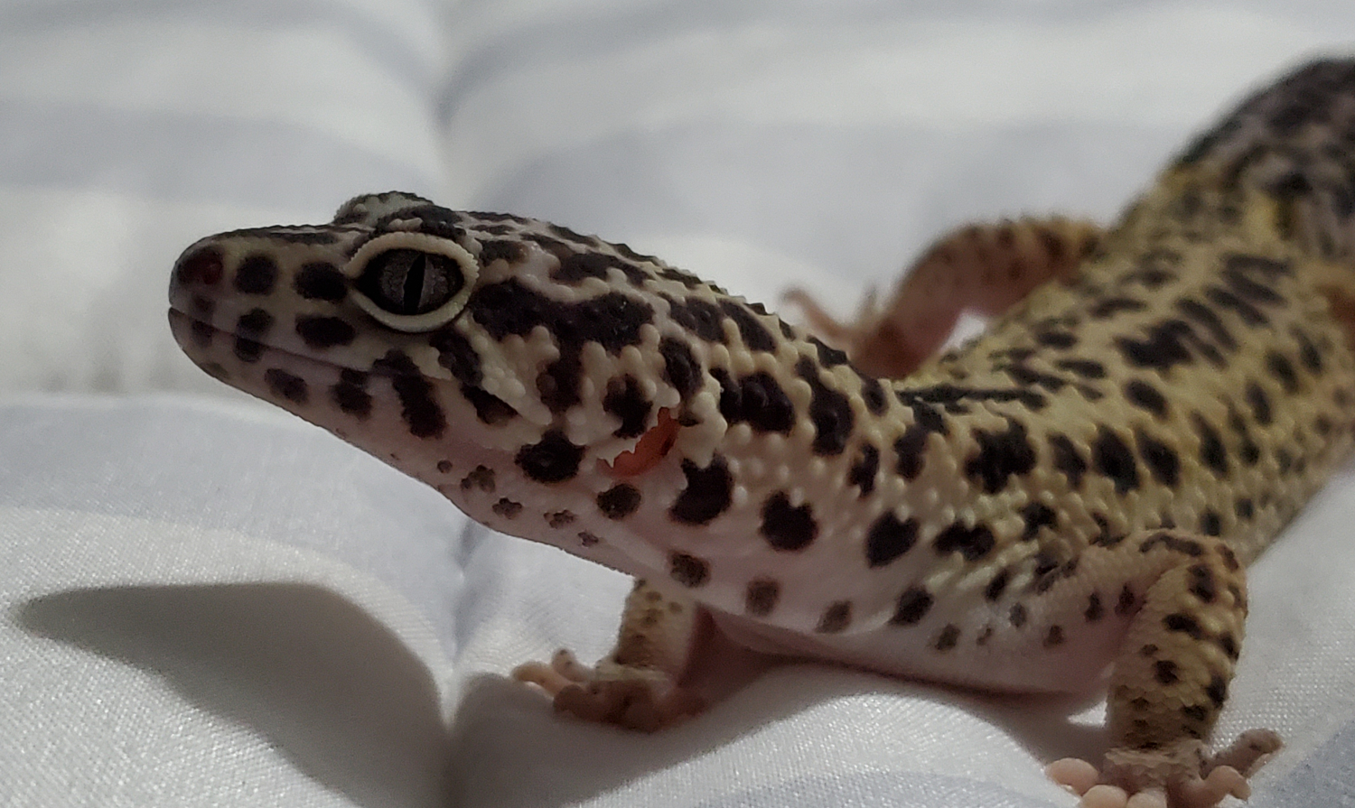Artemis