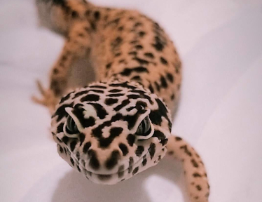 Artemis