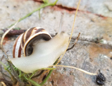 Snails