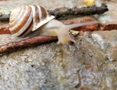 Snails