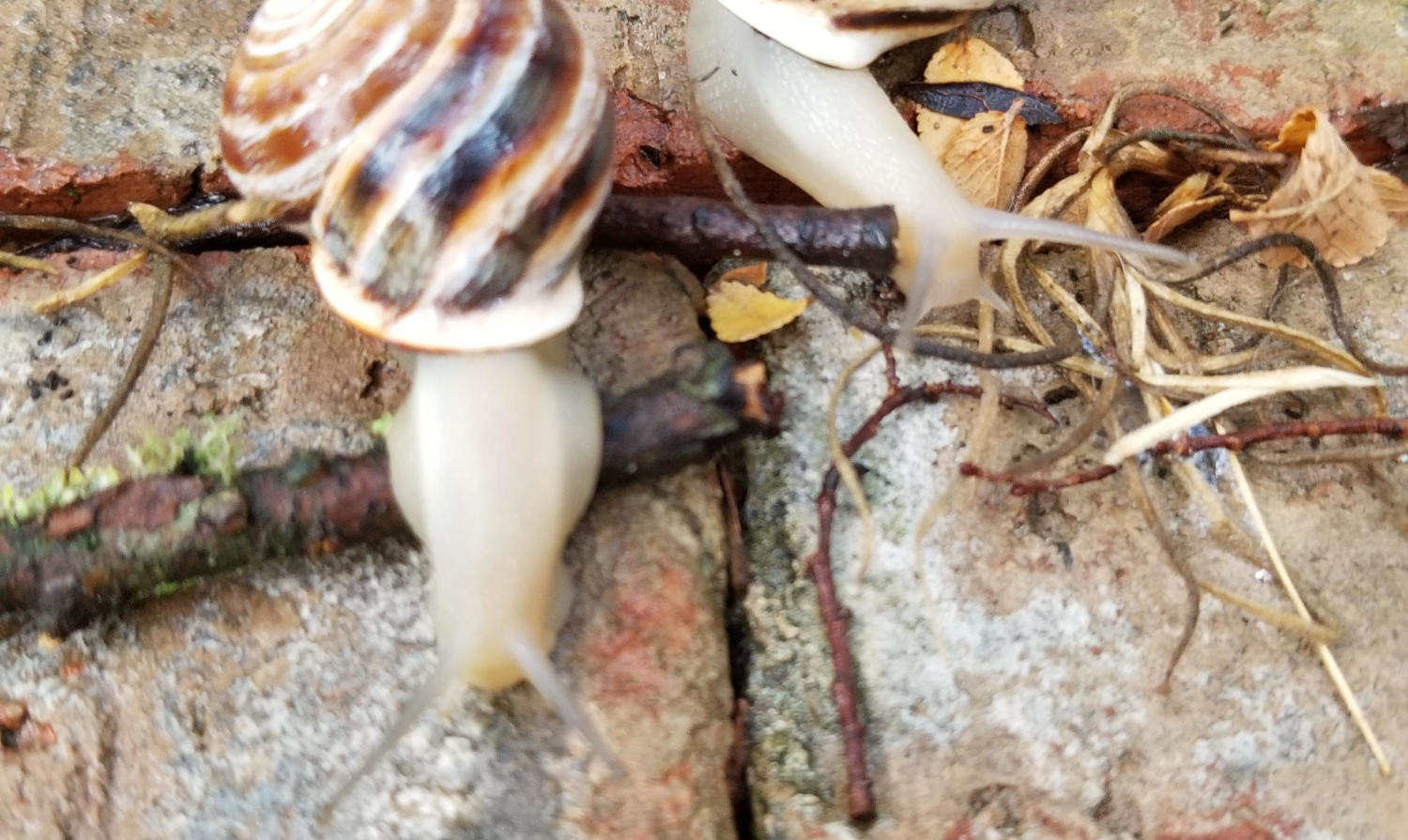 Snails