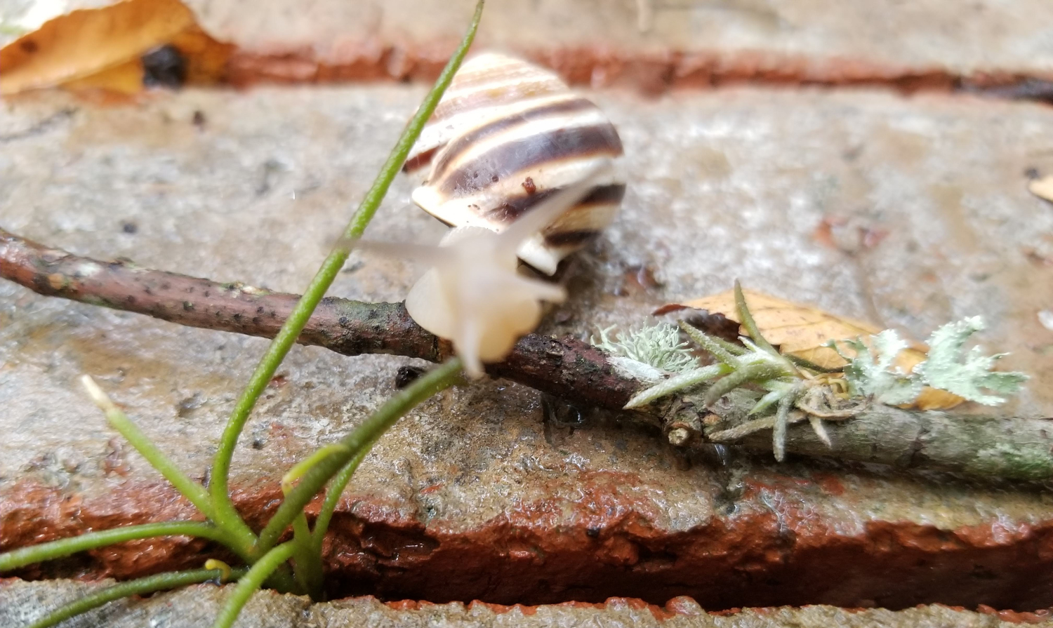 Snails