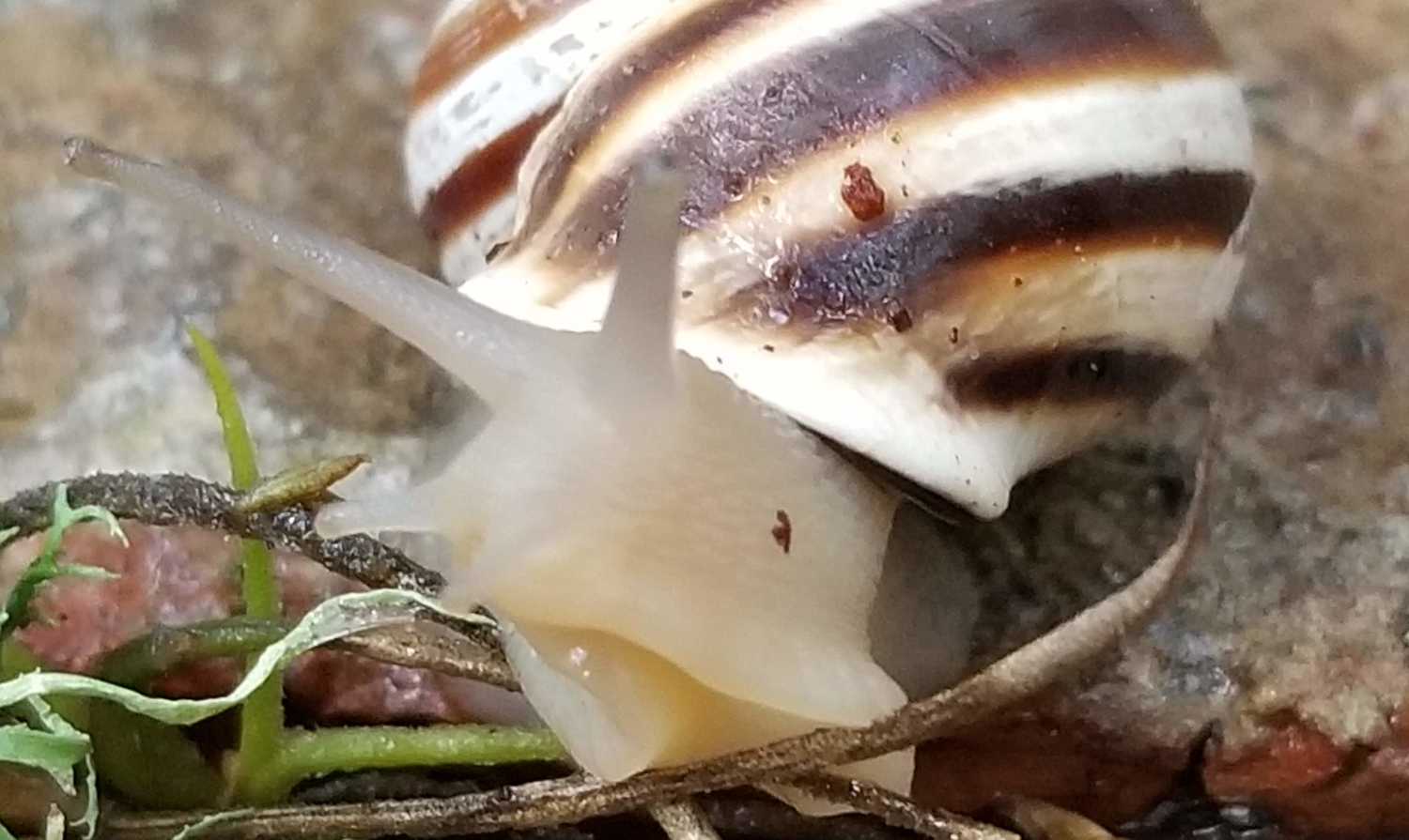 Snails